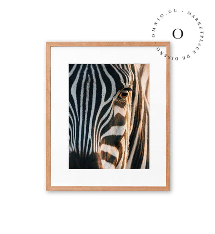 Zebra II Cuadro