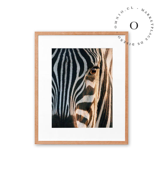 Zebra II Cuadro