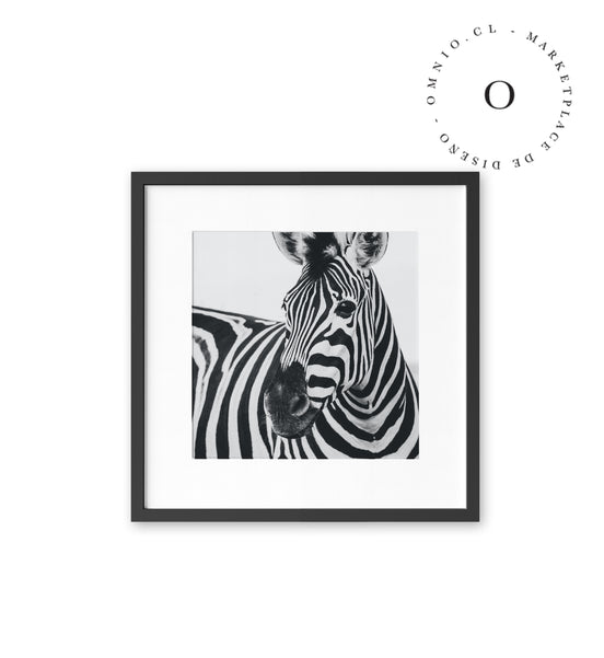 Zebra I Cuadro