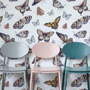 Butterfly Colors
