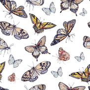 Butterfly Colors