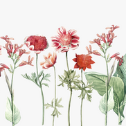Classic Red Flower