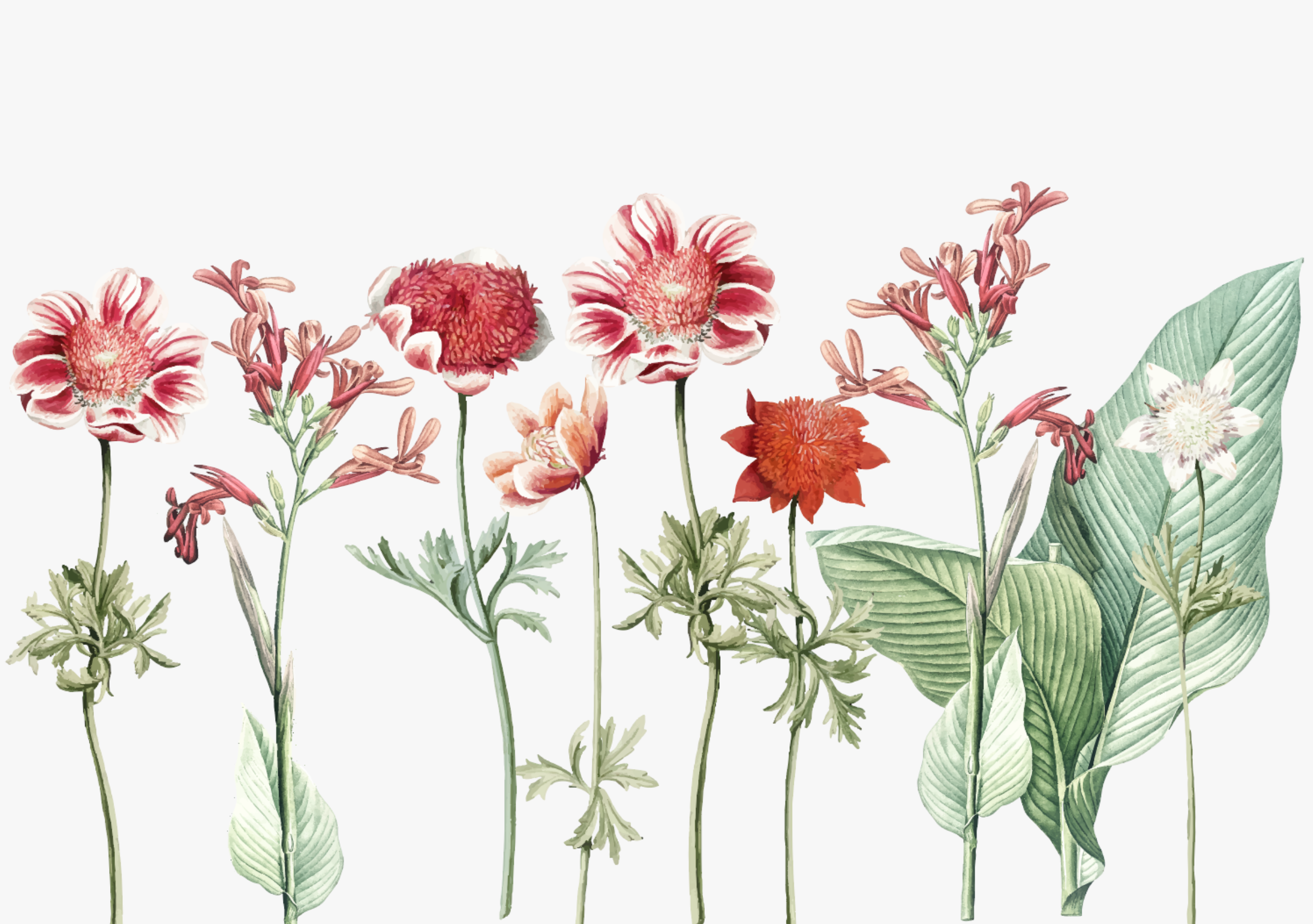 Classic Red Flower