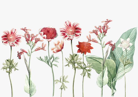 Classic Red Flower