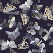 Dark Butterfly