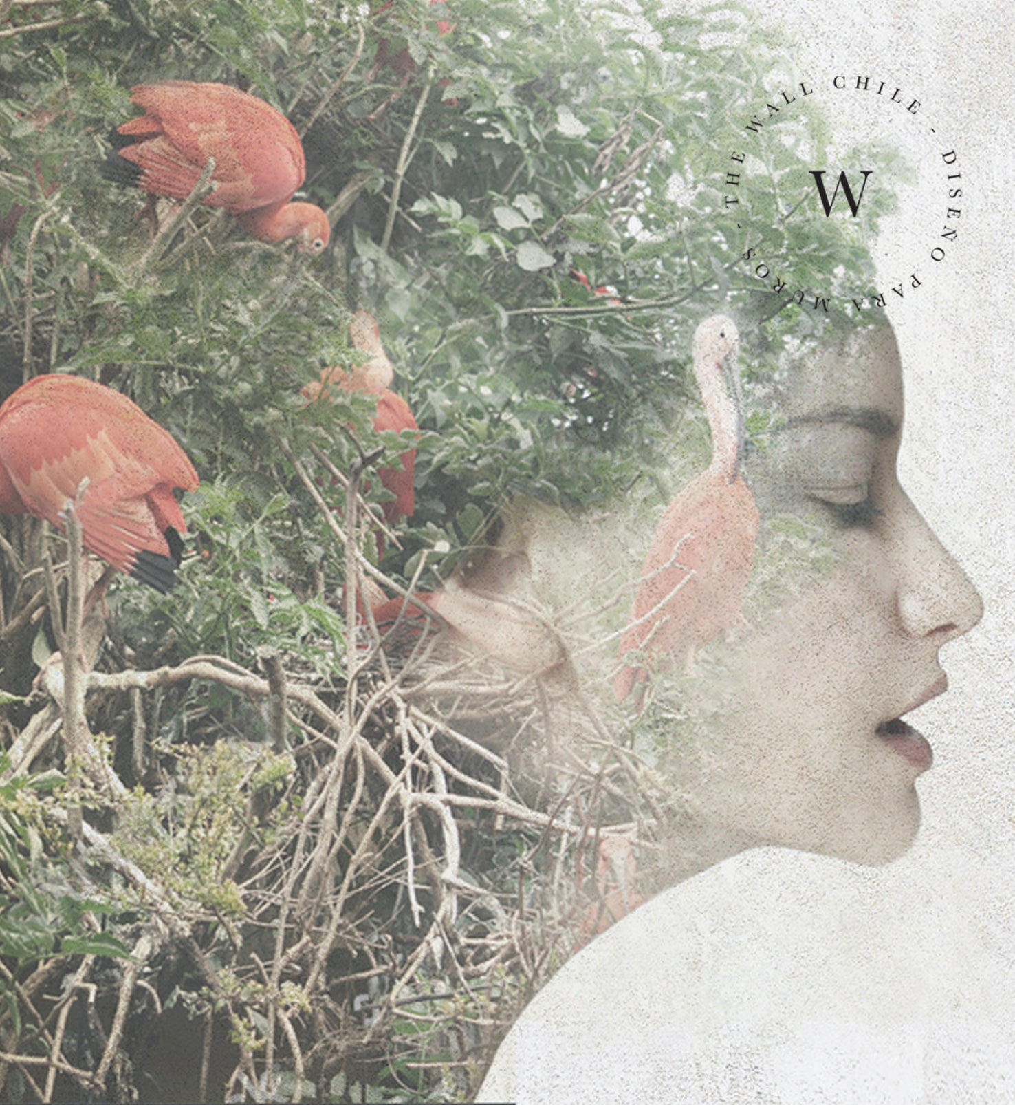 Dreams