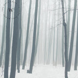  Papel Mural, Papel Pintado, Empavonados, Vinilico Autoadhesivo para muros de la marca The Wall, diseño de tendencia The Forest