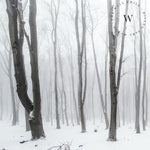 Papel Mural, Papel Pintado, Wallpaper, Mural, Empavonados, Vinilico Autoadhesivo para muros de la marca The Wall, diseño de tendencia White Forest