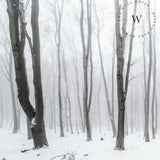 Papel Mural, Papel Pintado, Wallpaper, Mural, Empavonados, Vinilico Autoadhesivo para muros de la marca The Wall, diseño de tendencia White Forest