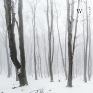 Papel Mural, Papel Pintado, Wallpaper, Mural, Empavonados, Vinilico Autoadhesivo para muros de la marca The Wall, diseño de tendencia White Forest
