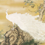 White Peafowl