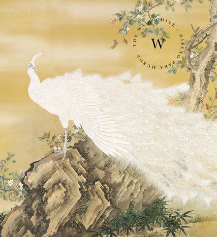 White Peafowl