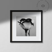 Black and White Rose Cuadro