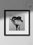 Black and White Rose Cuadro