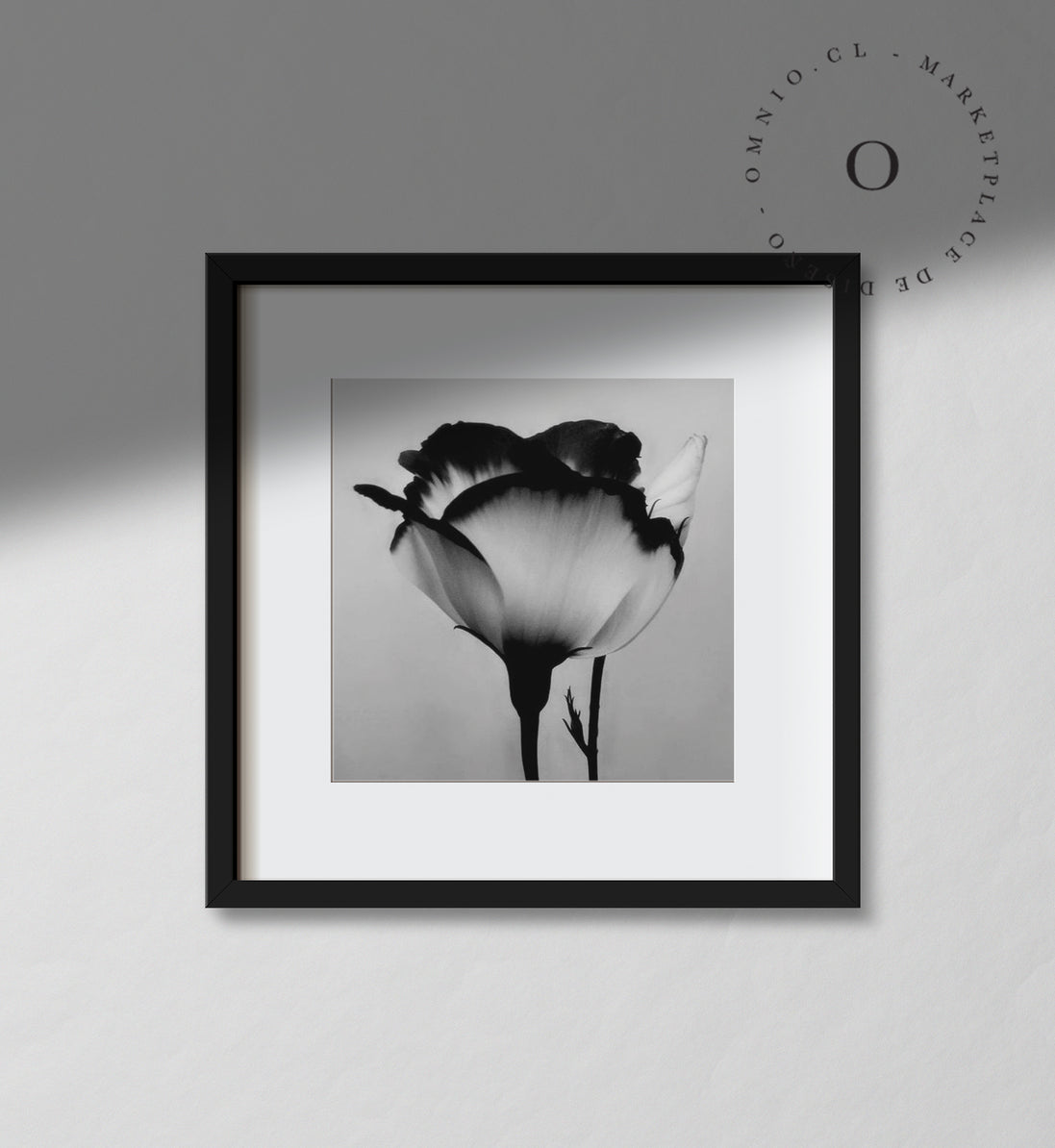 Black and White Rose Cuadro