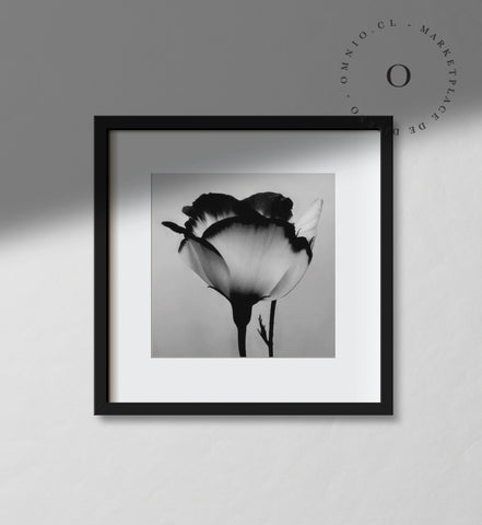 Black and White Rose Cuadro