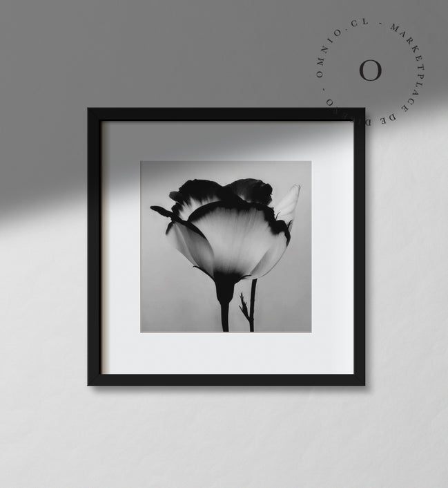 Black and White Rose Cuadro