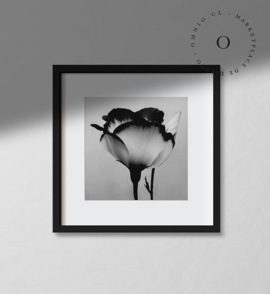 Black and White Rose Cuadro