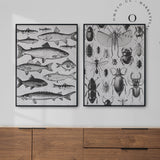 Drawing Insects Cuadro