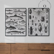 Drawing Insects Cuadro